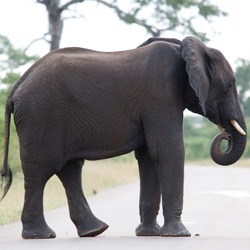 African Elephant Loxodonta_africana_2008