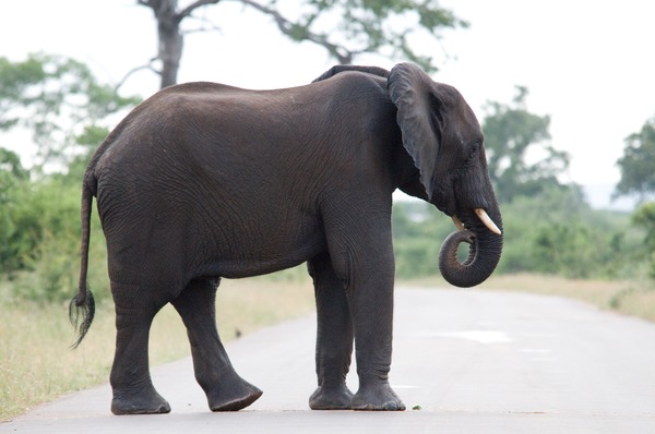 African Elephant Loxodonta_africana_2008