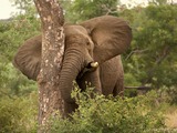African Elephant Loxodonta_africana_2_(Martin_Mecnarowski)