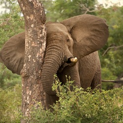 African Elephant Loxodonta_africana_2_(Martin_Mecnarowski)