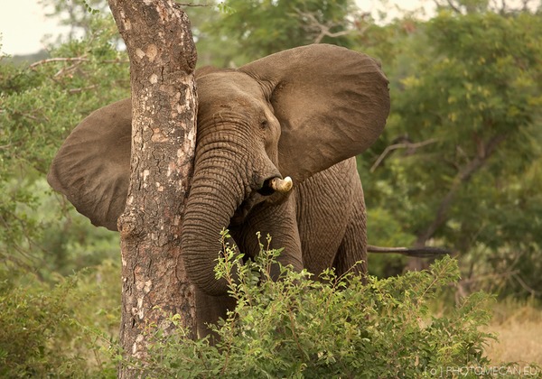 African Elephant Loxodonta_africana_2_(Martin_Mecnarowski)