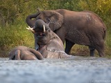 African Elephant Loxodonta_africana_3_(Martin_Mecnarowski)