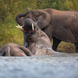 African Elephant Loxodonta_africana_3_(Martin_Mecnarowski)