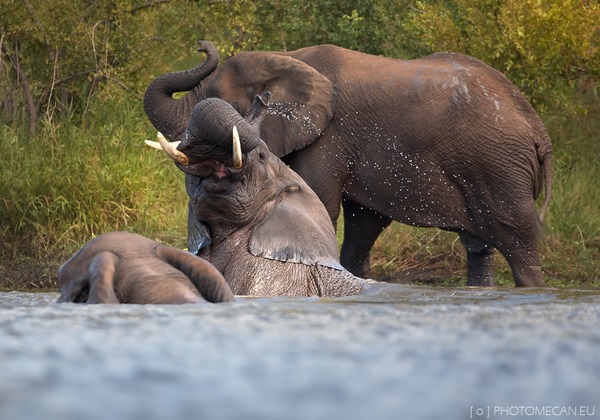 African Elephant Loxodonta_africana_3_(Martin_Mecnarowski)