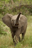 Large Land Mammals