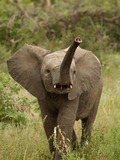 African Elephant Loxodonta_africana_4_(Martin_Mecnarowski)