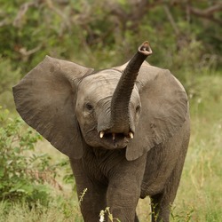 African Elephant Loxodonta_africana_4_(Martin_Mecnarowski)