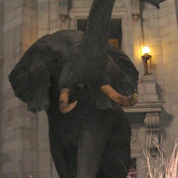 African Elephant Loxodonta_africana_AMNH_front