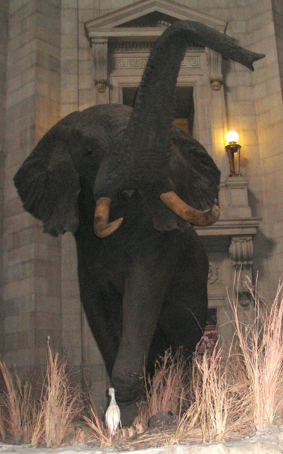 African Elephant Loxodonta_africana_AMNH_front