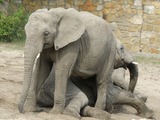 African Elephant Loxodonta_africana_Warsaw_zoo