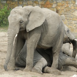 African Elephant Loxodonta_africana_Warsaw_zoo