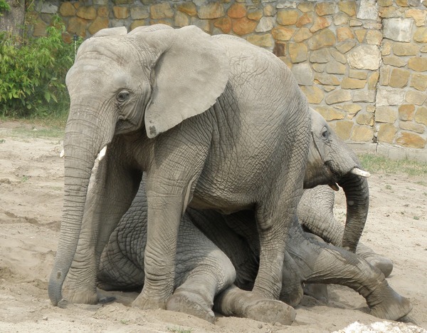 African Elephant Loxodonta_africana_Warsaw_zoo