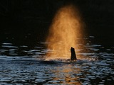 African Elephant Photo Gallery