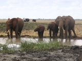 African Elephant Loxodonta_africana_group_drinking_in_Tsavo_East_National_Park_(edited)