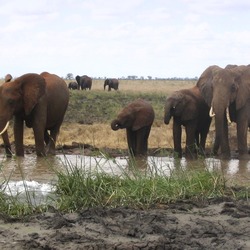 African Elephant Loxodonta_africana_group_drinking_in_Tsavo_East_National_Park_(edited)