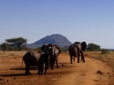 African Elephant Loxodonta_africana_group_on_a_dirt_road_2_(edited)