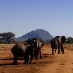 African Elephant Loxodonta_africana_group_on_a_dirt_road_2_(edited)