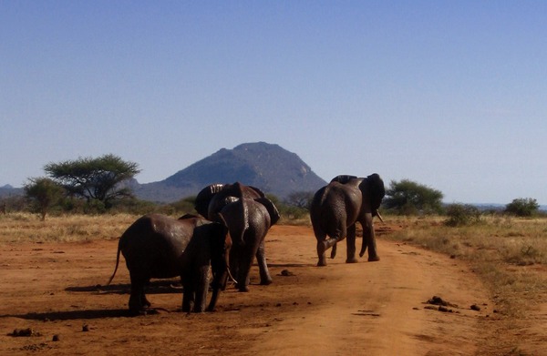 African Elephant Loxodonta_africana_group_on_a_dirt_road_2_(edited)