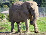 African Elephant Loxodonta_africana_in_Blair_Drummond_Safari_Park