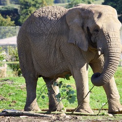 African Elephant Loxodonta_africana_in_Blair_Drummond_Safari_Park