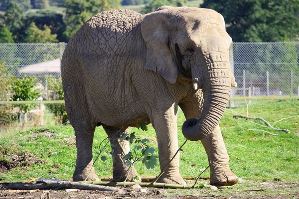African Elephant Loxodonta_africana_in_Blair_Drummond_Safari_Park