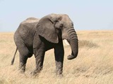 African Elephant Loxodonta_africana_in_Serengeti