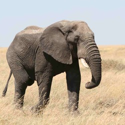 African Elephant Loxodonta_africana_in_Serengeti
