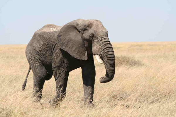 African Elephant Loxodonta_africana_in_Serengeti