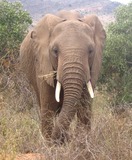 Elephants