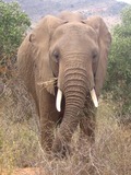 African Elephant Loxodonta_africana_in_Tsavo_East_National_Park_(edited)