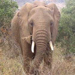 African Elephant Loxodonta_africana_in_Tsavo_East_National_Park_(edited)