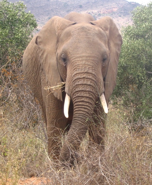 African Elephant Loxodonta_africana_in_Tsavo_East_National_Park_(edited)