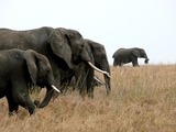 African Elephant Loxodonta_africana_x