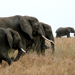 African Elephant Loxodonta_africana_x