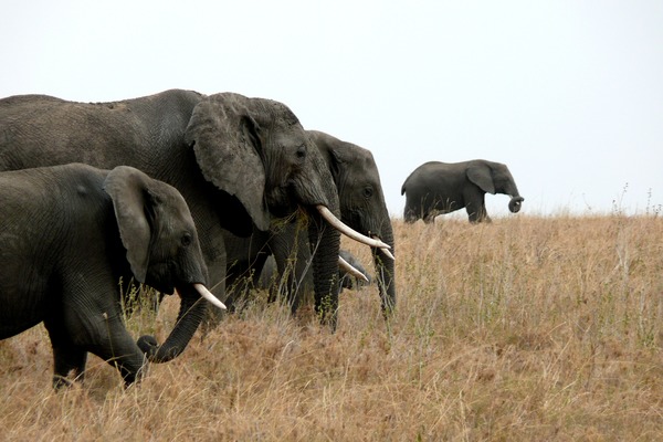 African Elephant Loxodonta_africana_x