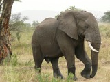 African Elephant Loxodonta_africanax