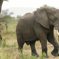 African Elephant Loxodonta_africanax