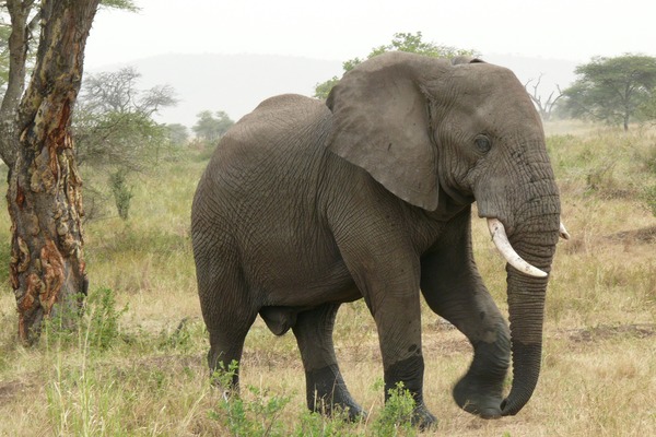 African Elephant Loxodonta_africanax