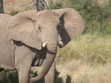 African Elephant Masai Mara Loxodonta africana