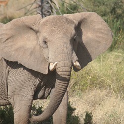 African Elephant Masai Mara Loxodonta africana