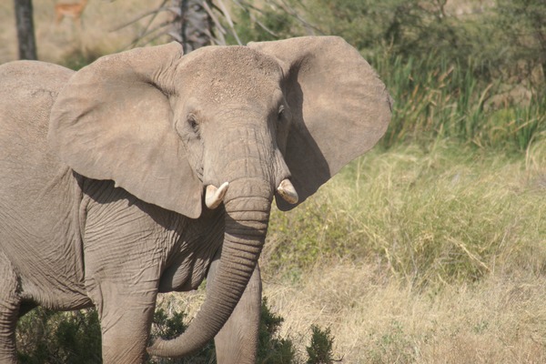 African Elephant Masai Mara Loxodonta africana