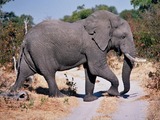 African Elephant Moremi elephant