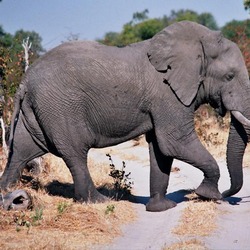 African Elephant Moremi elephant