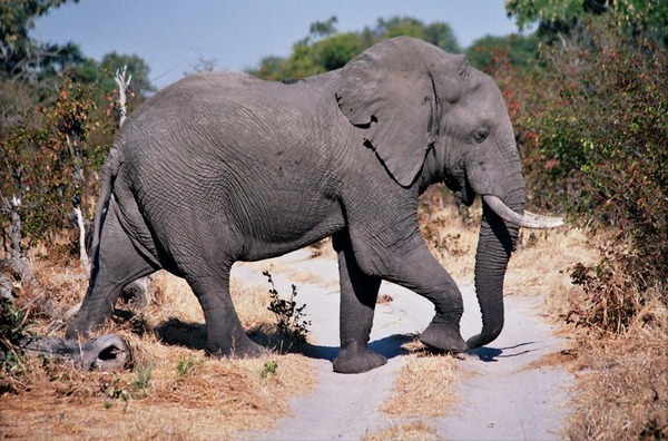 African Elephant Moremi elephant