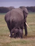 African Elephant Mother Baby Elephant