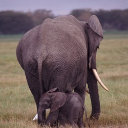 African Elephant Mother Baby Elephant