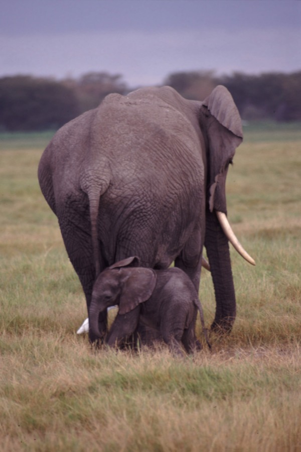 African Elephant Mother Baby Elephant