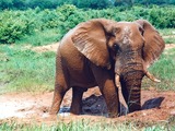 African Elephant Mudbath1