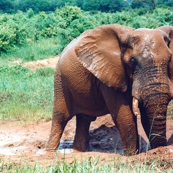 African Elephant Mudbath1