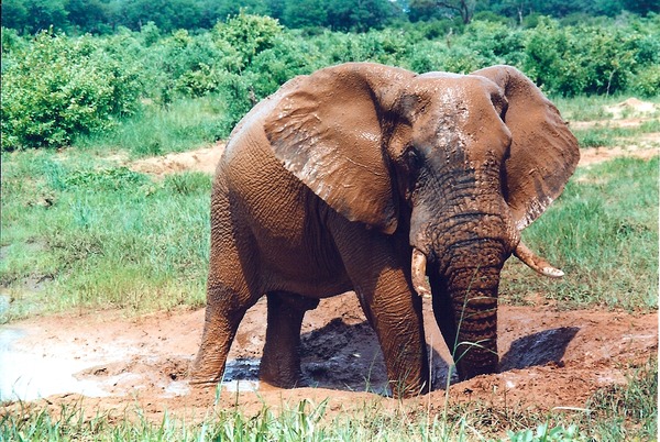 African Elephant Mudbath1